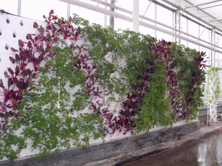 關于智能溫室大棚立體栽培介紹（1）